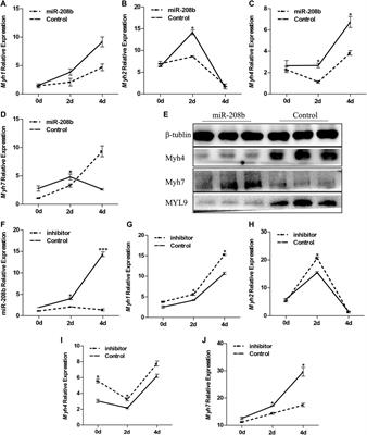 MiR-208b Regulates the Conversion of Skeletal Muscle Fiber Types by Inhibiting Mettl8 Expression